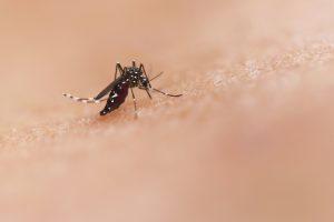 Stechmücke saugt Blut auf menschlicher Haut